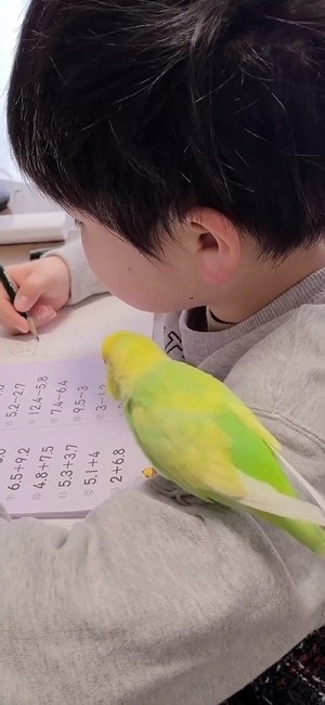 一緒に宿題するインコ