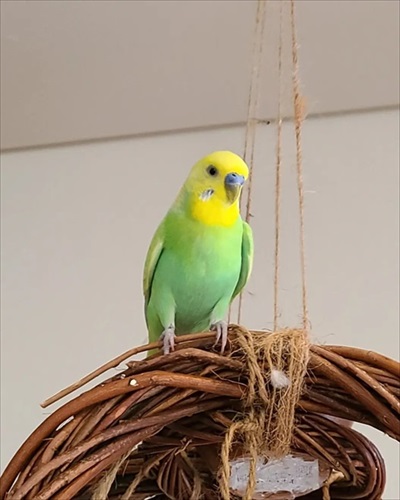 一緒に宿題するインコ