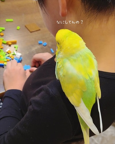 一緒に宿題するインコ