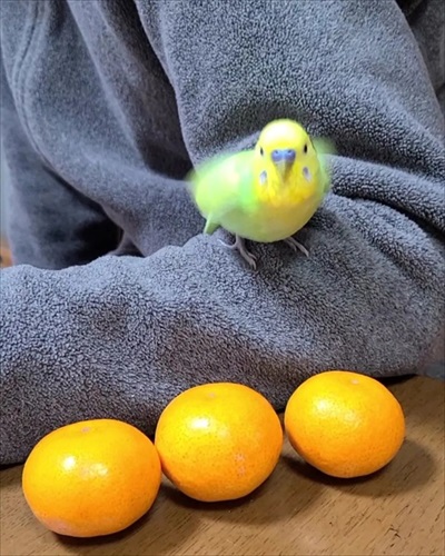 一緒に宿題するインコ