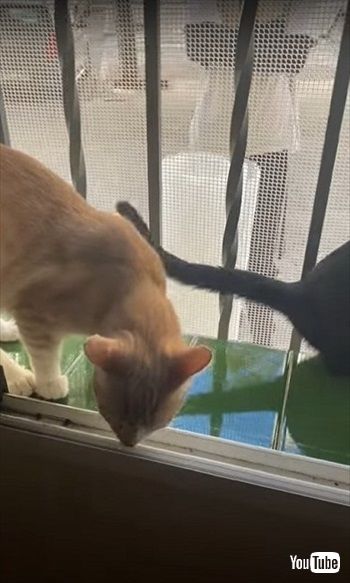 脱走対策をすり抜ける猫ちゃん