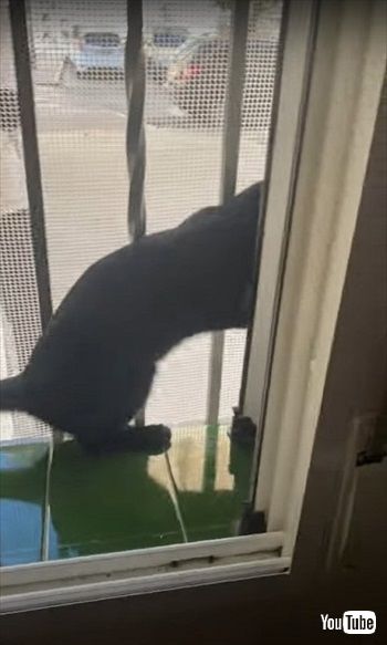 脱走対策をすり抜ける猫ちゃん