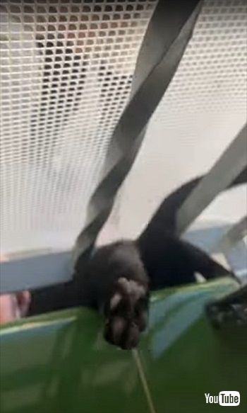 脱走対策をすり抜ける猫ちゃん