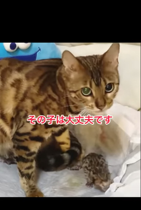 その子は大丈夫です