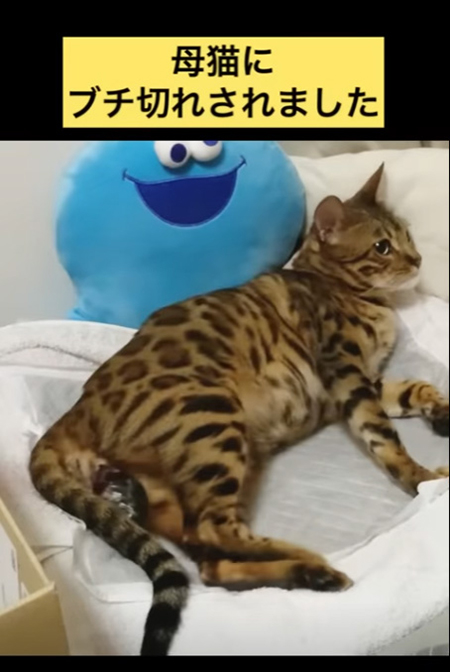 ぶち切れました