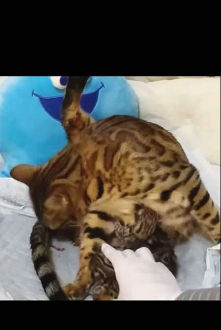 子猫をつかむたまさん