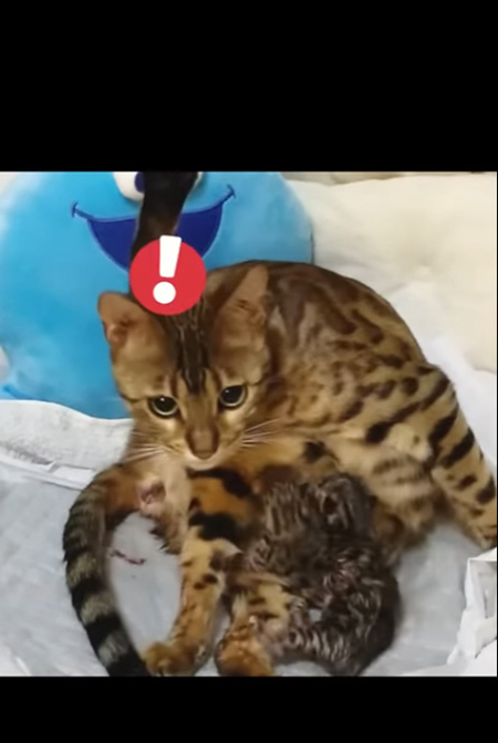 ！なベルちゃん