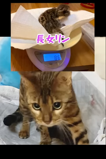 リンちゃんの体重