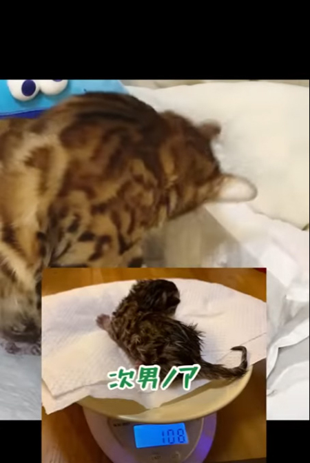 ノアくんの体重