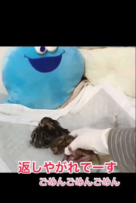 返しやがれです