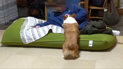 犬 大好き お兄ちゃん 帰省 再会 添い寝 幸せ コーギー