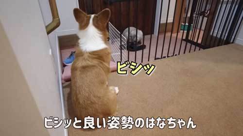 犬 大好き お兄ちゃん 帰省 再会 添い寝 幸せ コーギー