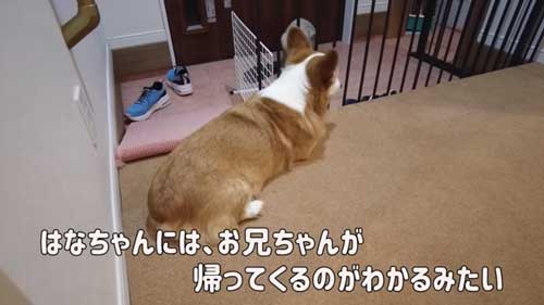 犬 大好き お兄ちゃん 帰省 再会 添い寝 幸せ コーギー