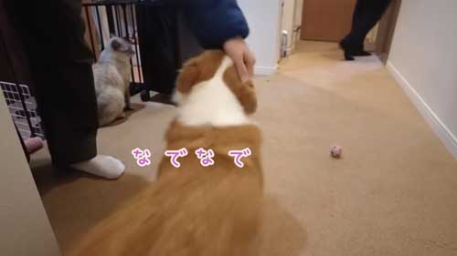 犬 大好き お兄ちゃん 帰省 再会 添い寝 幸せ コーギー