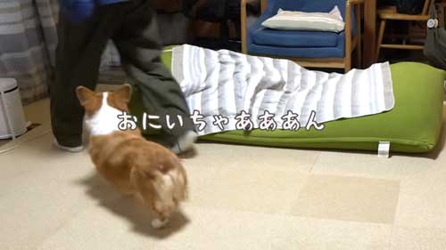 犬 大好き お兄ちゃん 帰省 再会 添い寝 幸せ コーギー