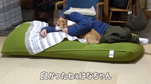 犬 大好き お兄ちゃん 帰省 再会 添い寝 幸せ コーギー