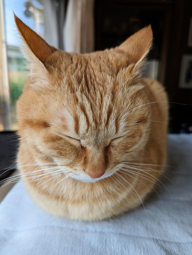 おててないない猫