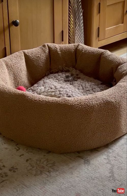 1つのベッドで寝る5匹のワンコ