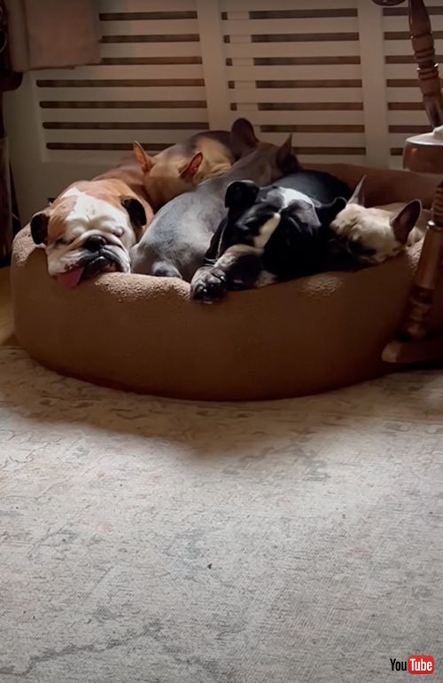 1つのベッドで寝る5匹のワンコ