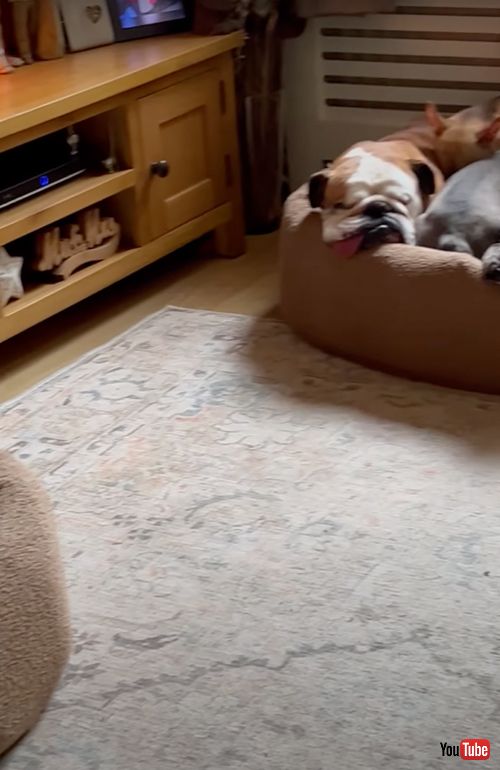 1つのベッドで寝る5匹のワンコ