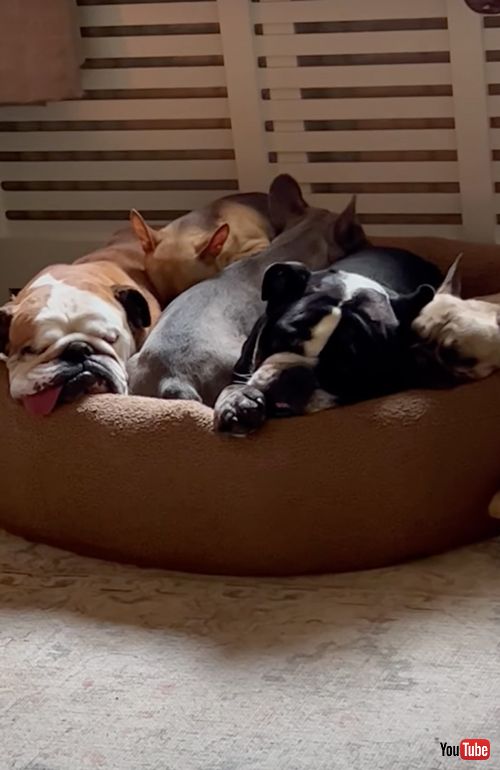 1つのベッドで寝る5匹のワンコ