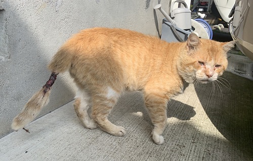 元野良猫
