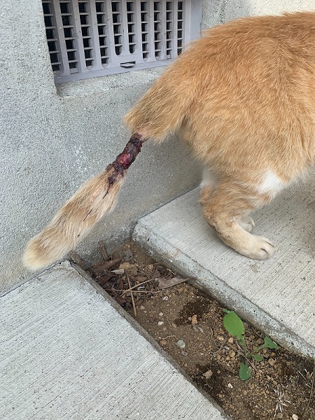 壊死したシッポ