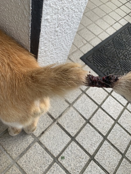 傷害を受けた猫