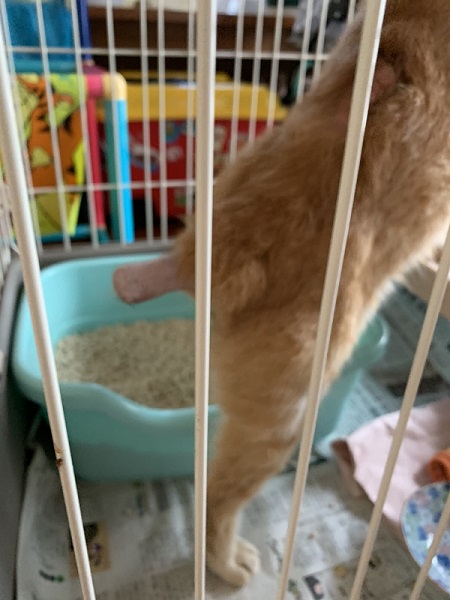 断尾手術したシッポ