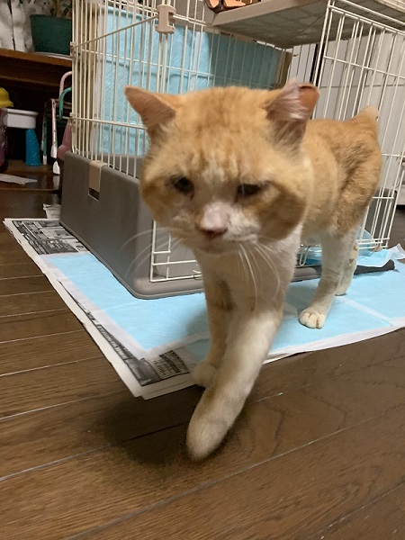 保護した野良猫