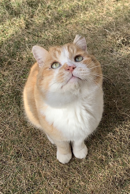 コーギーのような猫