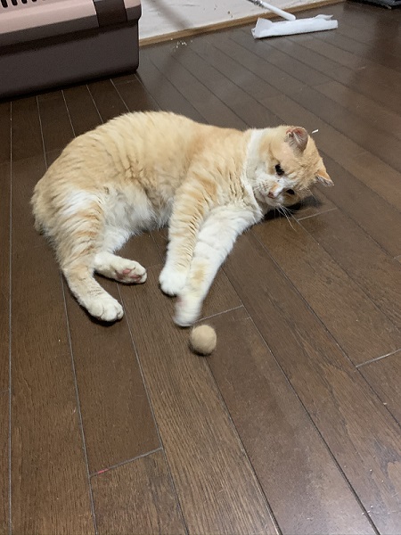 毛玉で遊ぶ猫