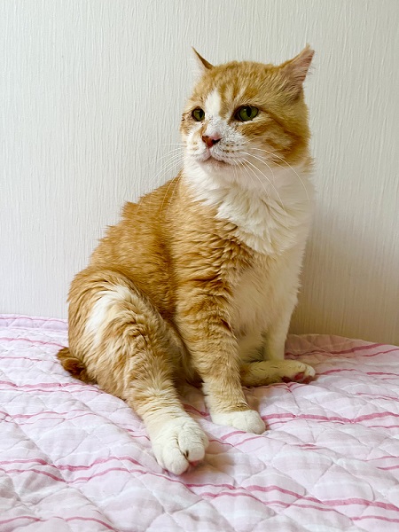 高齢猫ちゃん