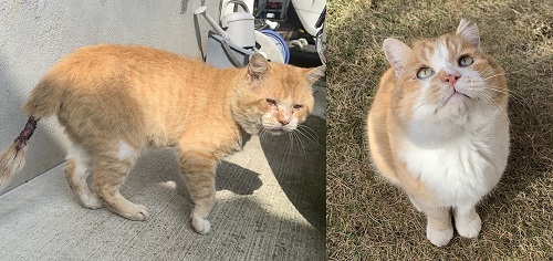 保護猫ビフォアフ