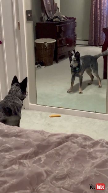 お友達になりたい犬