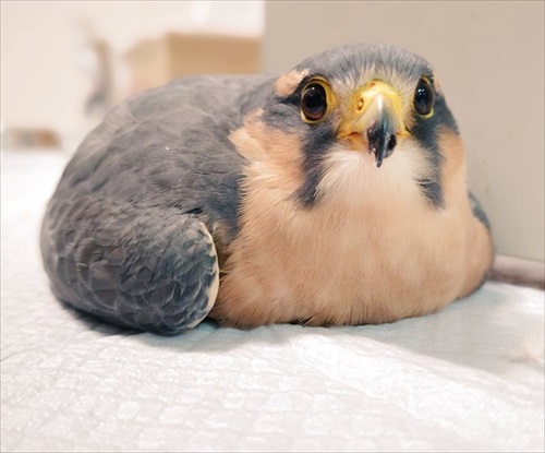 座り込むオナガハヤブサ