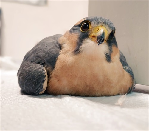 首をかしげるオナガハヤブサ