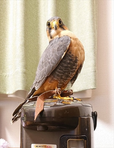 普段のオナガハヤブサ