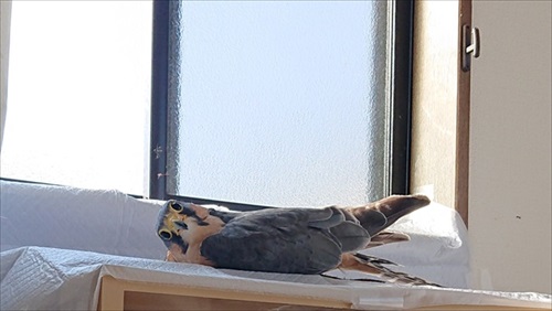 ひなたぼっこ鳥