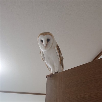 フクロウのしゃくれ