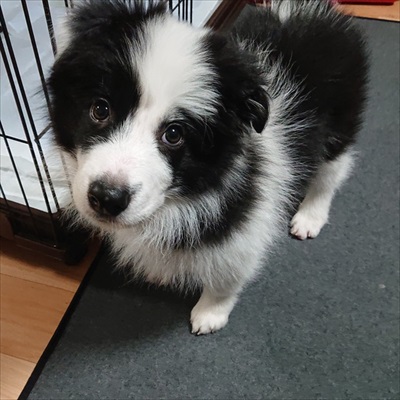 ボーダーコリー