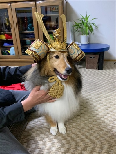 兜がにあう犬