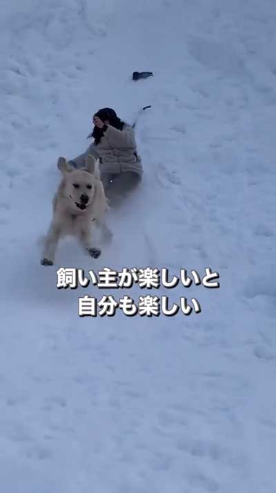 ゴールデンレトリバーと暮らして思ったこと