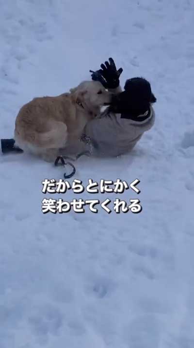 ゴールデンレトリバーと暮らして思ったこと