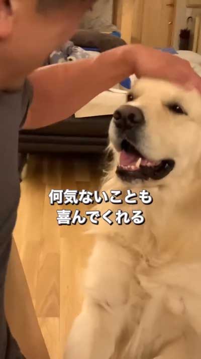 ゴールデンレトリバーと暮らして思ったこと