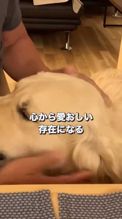 ゴールデンレトリバーと暮らして思ったこと