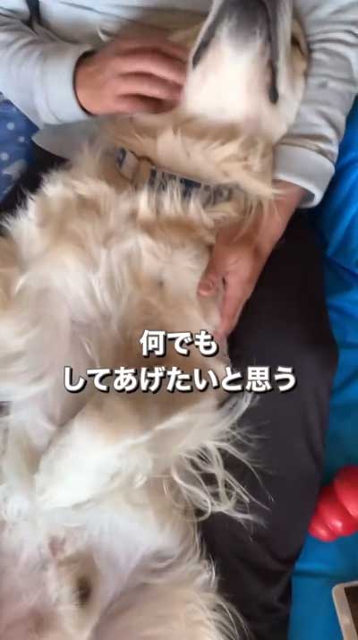 ゴールデンレトリバーと暮らして思ったこと