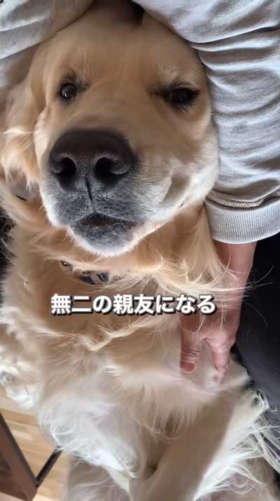 ゴールデンレトリバーと暮らして思ったこと