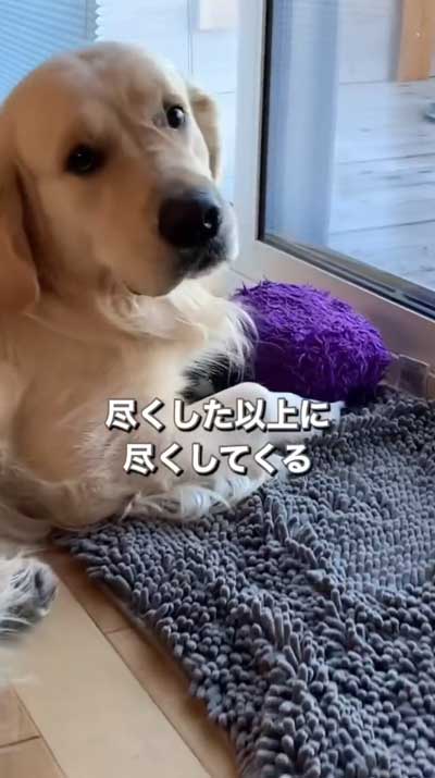 ゴールデンレトリバーと暮らして思ったこと