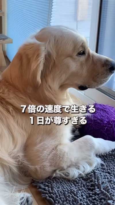 ゴールデンレトリバーと暮らして思ったこと